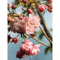 Prunus 'Pink Perfection' Tree